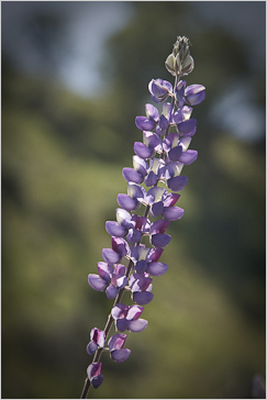 gallery_single_lupine image